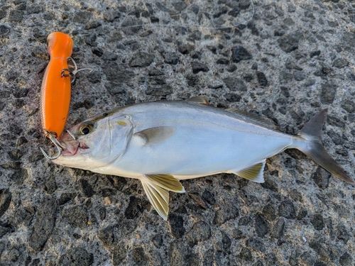 ネリゴの釣果