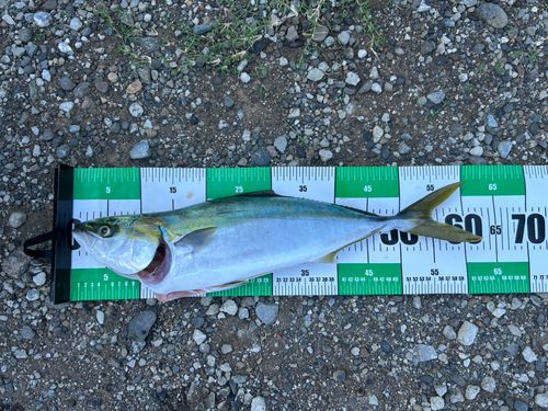 ワラサの釣果