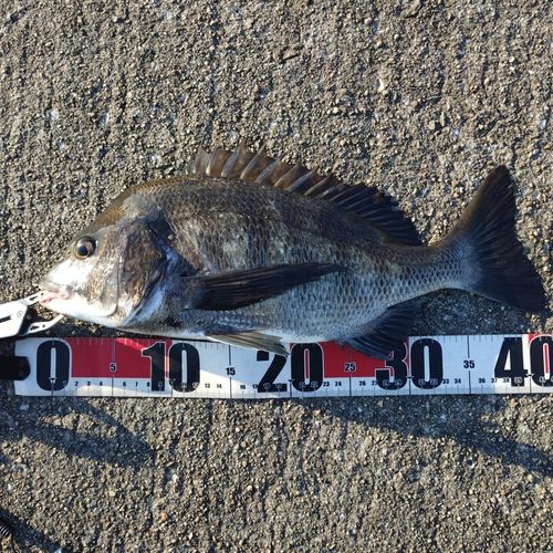 クロダイの釣果