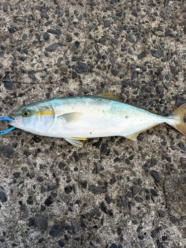 ヤズの釣果