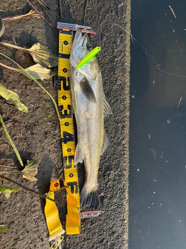 シーバスの釣果