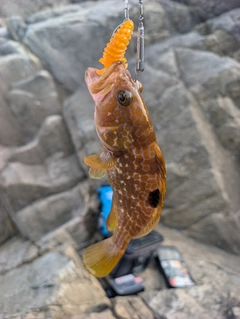 キジハタの釣果