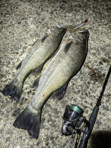 ヒラスズキの釣果