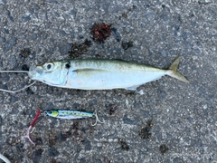 マルアジの釣果