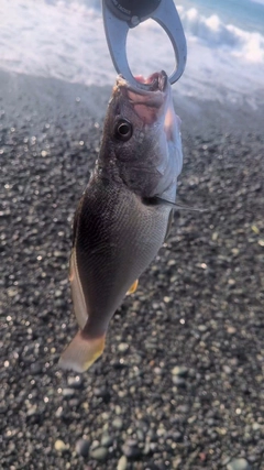 ニベの釣果