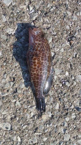 オオモンハタの釣果