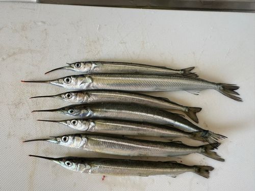 サヨリの釣果
