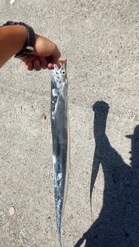タチウオの釣果