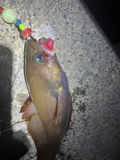 ドンコの釣果
