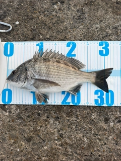 クロダイの釣果