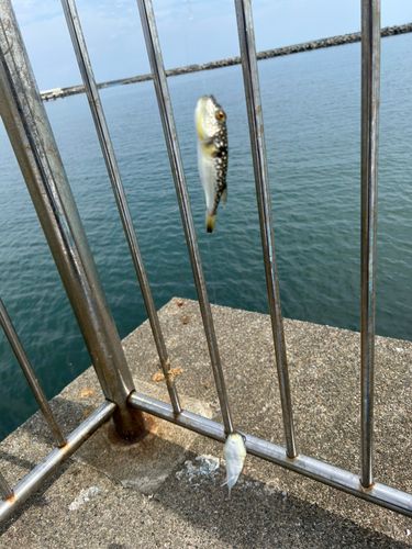 クサフグの釣果