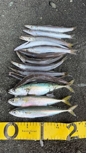 カマスの釣果