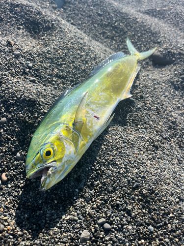 シイラの釣果