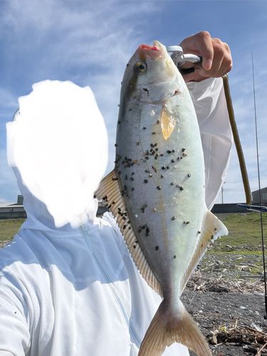 ショゴの釣果