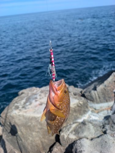 キジハタの釣果