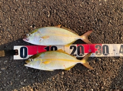 シオの釣果