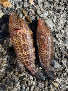 オオモンハタの釣果