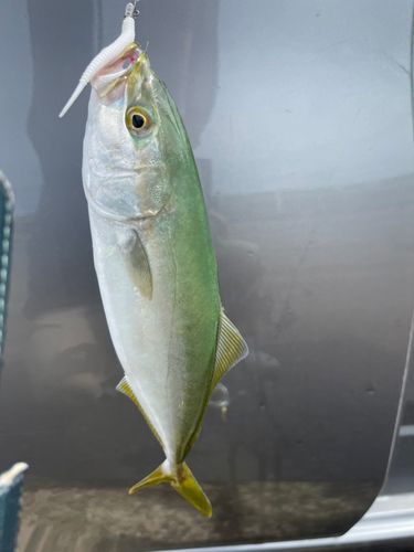 ワカシの釣果