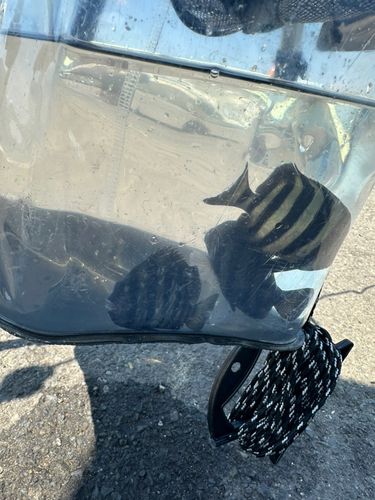 サンバソウの釣果