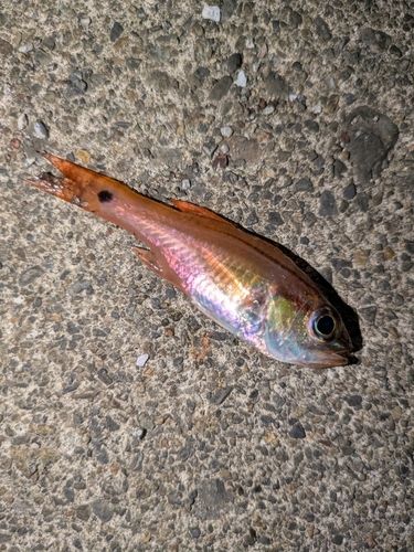 ネンブツダイの釣果