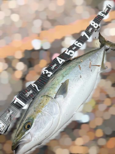 ブリの釣果