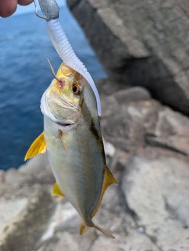 カンパチの釣果