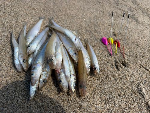 キスの釣果