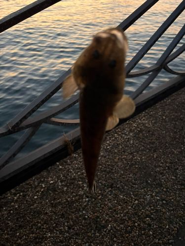 マゴチの釣果