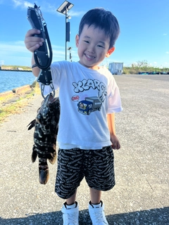 チャイロマルハタの釣果