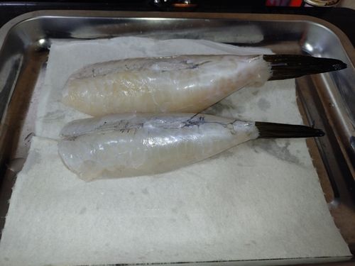 アカメフグの釣果