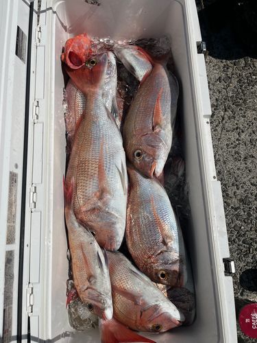 マダイの釣果