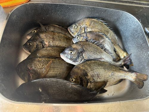 チヌの釣果