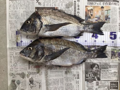 クロダイの釣果