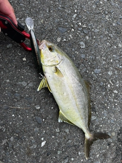 ショゴの釣果