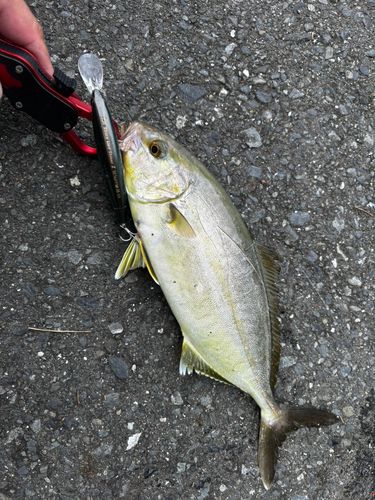 ショゴの釣果