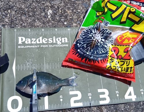 クチブトグレの釣果
