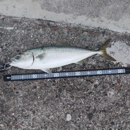 フクラギの釣果