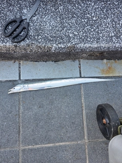 タチウオの釣果