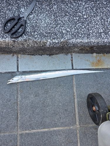 タチウオの釣果