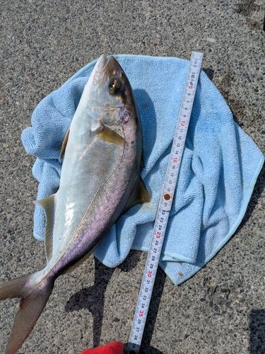 ショゴの釣果