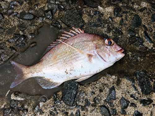 チャリコの釣果
