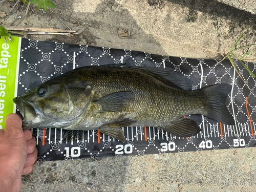 スモールマウスバスの釣果