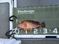 ウッカリカサゴの釣果