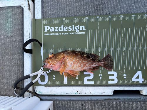 ウッカリカサゴの釣果