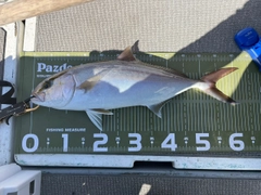 カンパチの釣果