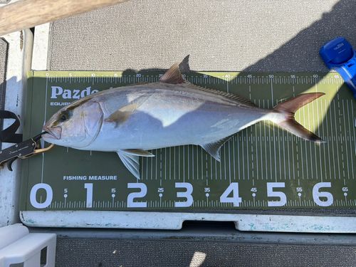 カンパチの釣果