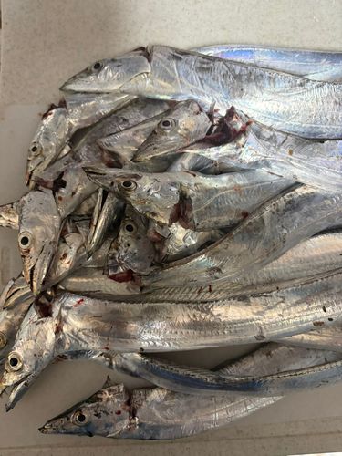 タチウオの釣果