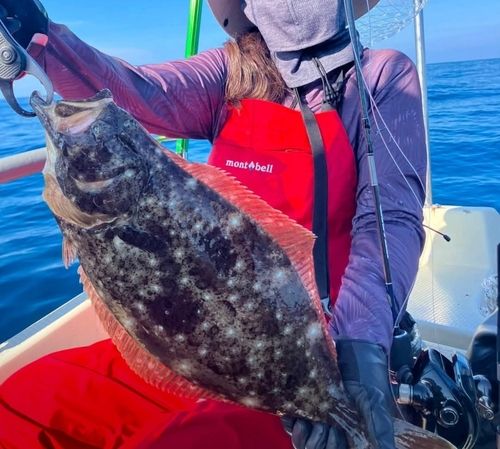 ヒラメの釣果
