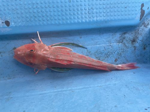 ホウボウの釣果