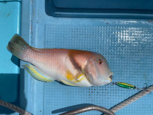 イラの釣果